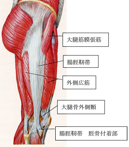 脛 靭帯 腸